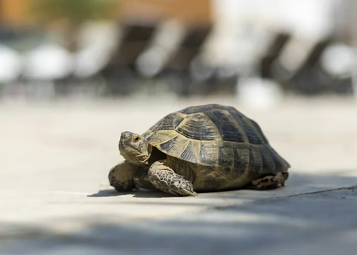 Richmond Thermal 5* Pamukkale