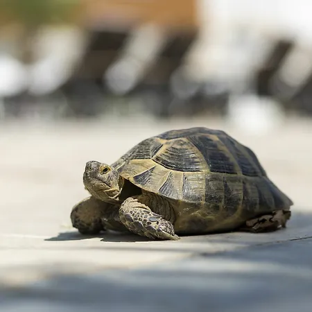 Richmond Thermal 5* Pamukkale